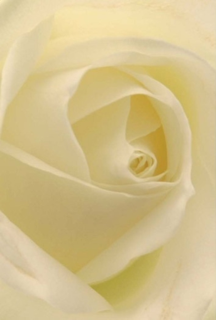 Examining this classic white rose up close, one is drawn into the serene embrace of its layered petals and creamy whites-a scene often mirrored on peaceful walks near New Addington's Market Square. The composition celebrates tranquility and understated refinement: shades of ivory and pale creams flow delicately, as if capturing the gentle light that filters through the petals themselves. The bloom appears almost illuminated from within, radiating purity and subtle strength. This precisely spiraled core suggests both innocence and resilience-qualities resonant in significant life moments, from heartfelt apologies to romantic offerings or as the centerpiece at a local New Addington wedding. Hints of soft, clean fragrance seem to hover in the air, subtle enough to bring comfort without overwhelming the senses. Attending to the finest gradients in colour and subtle shadow, the expert hands behind this arrangement demonstrate both artistic vision and a deep respect for tradition. Whether in celebration or consolation, the rose's quiet elegance and sincere form make it an ideal choice for conveying complex emotions-fitting seamlessly into any occasion meaningful to the families of New Addington.
